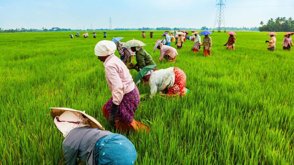 cultivating rice