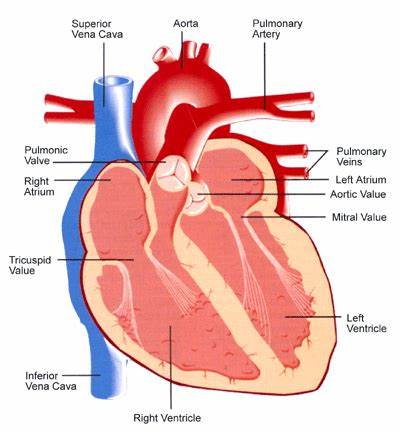 heartt-6389c882