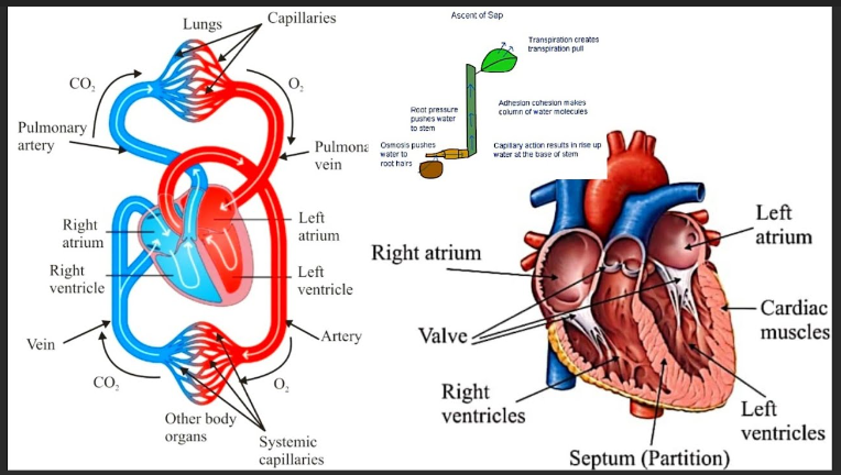 heart image