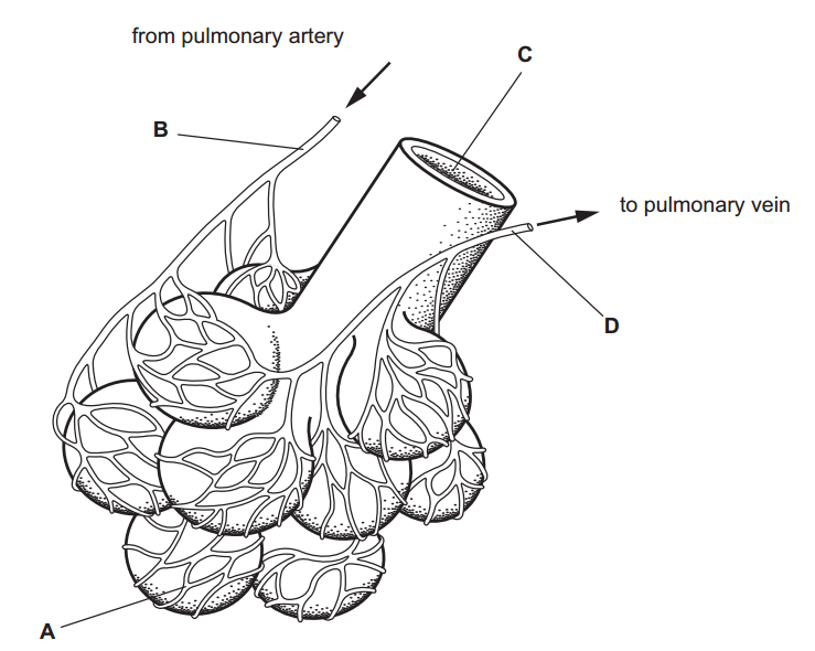 image showing lungs