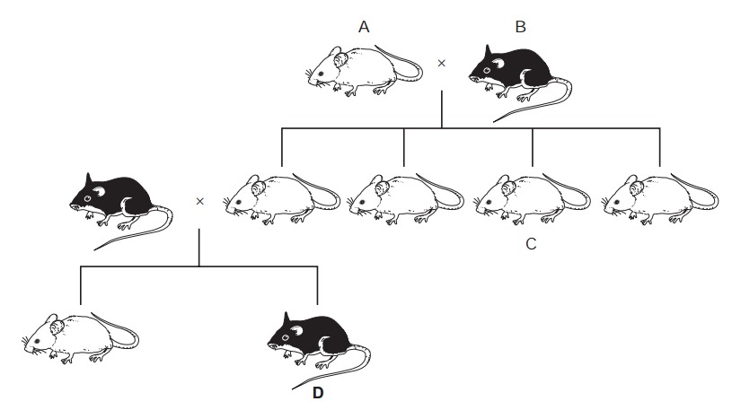 Tree diagram