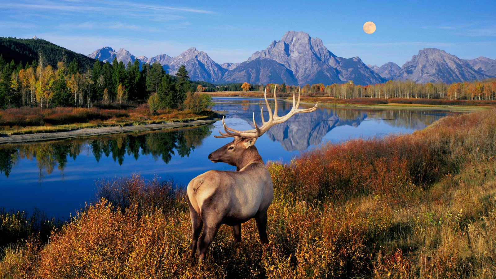 Showing water body and deer